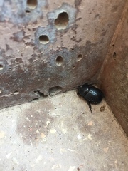 Pentodon bidens punctatus