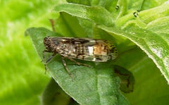 Melanoliarus placitus