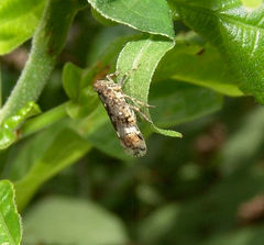 Melanoliarus placitus