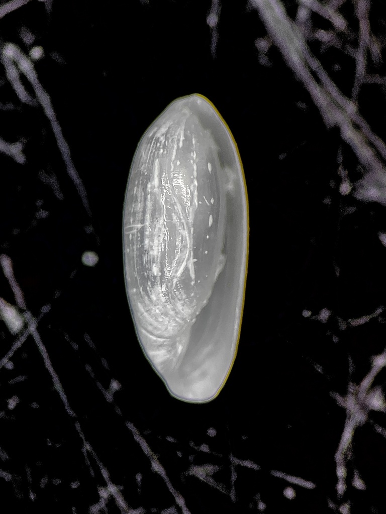 Southern Spindle Bubble