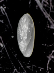 Southern Spindle-Bubble