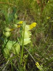 Rhinanthus serotinus aestivalis