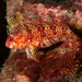 Portuguese Blenny - Photo (c) Bernard Picton, some rights reserved (CC BY), uploaded by Bernard Picton