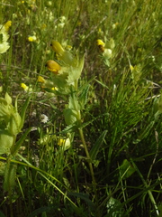 Rhinanthus serotinus aestivalis