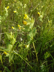 Rhinanthus serotinus aestivalis