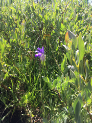 Gentianopsis thermalis
