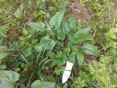 Saussurea controversa