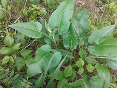 Saussurea controversa
