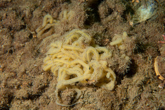 Akera bullata