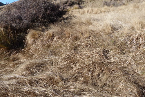 Image of Carex coriacea by (c) Colin Meurk, some rights reserved (CC BY-SA)