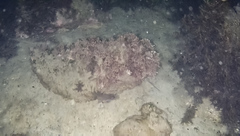 Vincentia conspersa