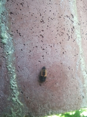 Harmonia axyridis