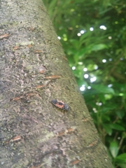 Harmonia axyridis