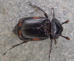 Nicrophorus pustulatus