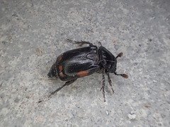 Nicrophorus pustulatus