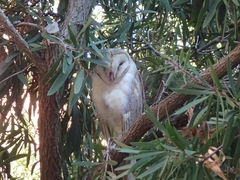 Tyto alba delicatula