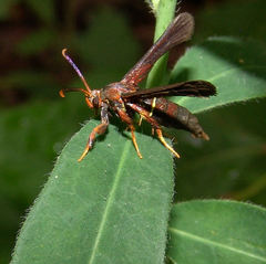 Vitacea polistiformis