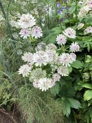 Astrantia