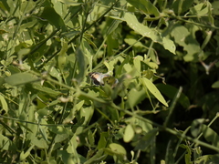 Colotis phisadia