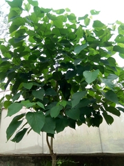 Gmelina arborea