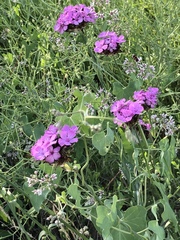 Dianthus andrzejowskianus