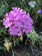 Dianthus andrzejowskianus