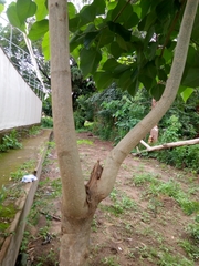 Gmelina arborea
