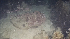 Vincentia conspersa