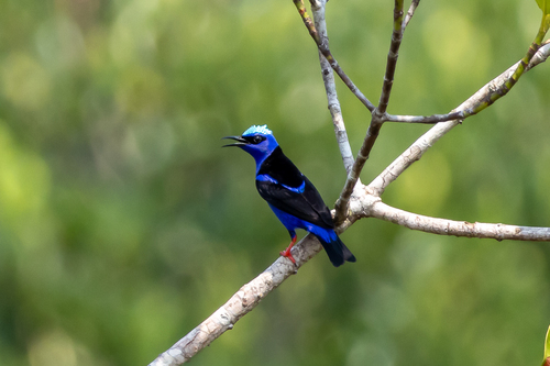 Red-legged Honeycreeper