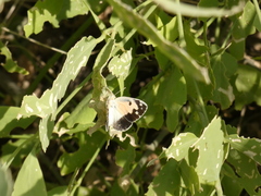 Colotis phisadia