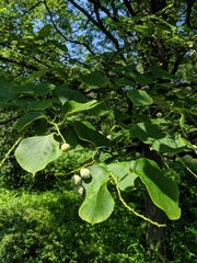 Styrax obassia