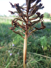 Anacamptis pyramidalis