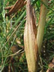 Anacamptis pyramidalis