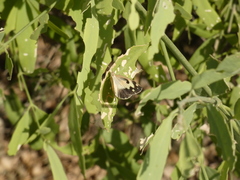 Colotis phisadia