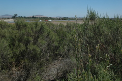 Leucadendron verticillatum