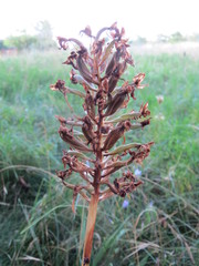 Anacamptis pyramidalis
