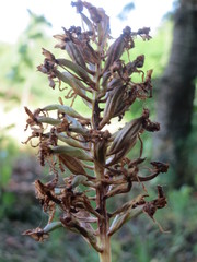 Anacamptis pyramidalis