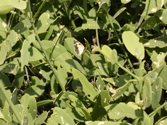 Colotis phisadia