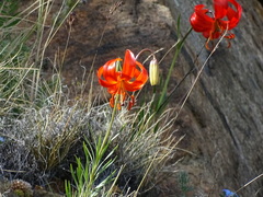 Lilium pumilum