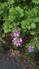 Malva sylvestris