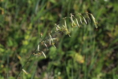 Silene chlorantha