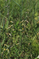 Silene chlorantha