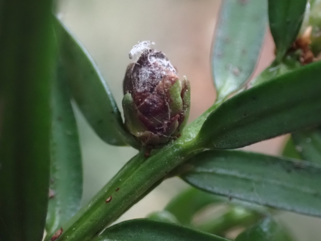 Cecidophyopsis psilaspis