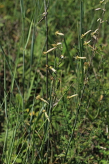 Silene chlorantha