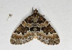 Electrophaes corylata