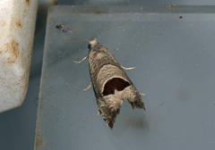 Notocelia uddmanniana