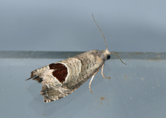 Notocelia uddmanniana