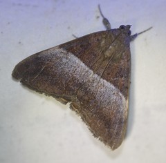 Oxyodes tricolor