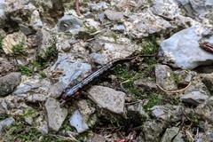 Desmognathus imitator