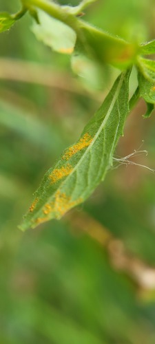 Pucciniastrum pustulatum